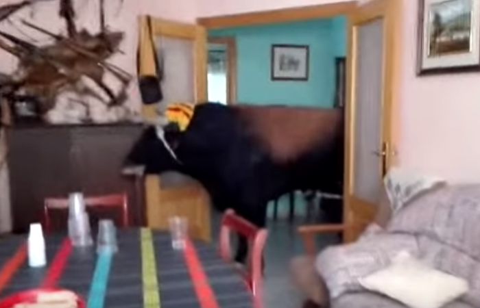 Toro ingresa a un casa en España. Foto: Youtube