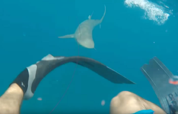 Ataque de tiburón. Foto: Youtube