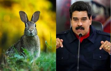 Maduro lanza el “Plan conejo” para combatir el hambre en Venezuela