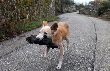 Galicia: Conmovedora foto de una perrita con su cría calcinada