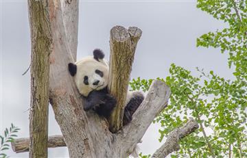 China planea crear parque nacional para pandas 