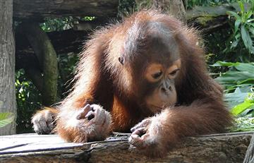 Video: Orangután que fuma en un zoológico causa indignación mundial