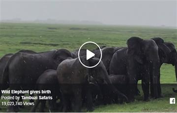 Elefante nace en pleno recorrido de Safari