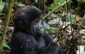 Existen más gorilas de África occidental de lo que se creía