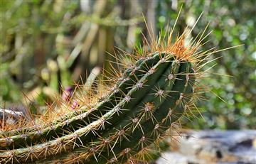 Este es el único cactus en el mundo que camina