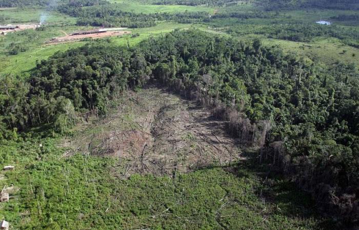 La superficie deforestada en Colombia aumentó un 23 % en 2017. Foto: AFP