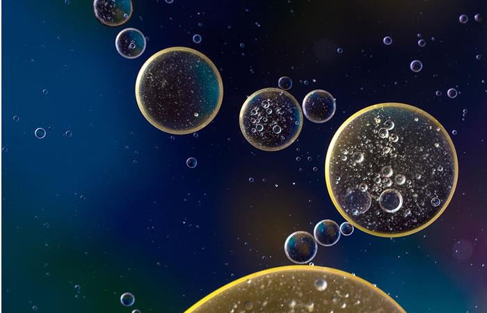 Los investigadores analizaron las planarias para identificar la célula. Foto: Pixabay