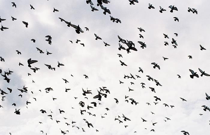 Estas palomas pueden imitar el 90% de los movimientos de las aves reales. Foto: Pixabay