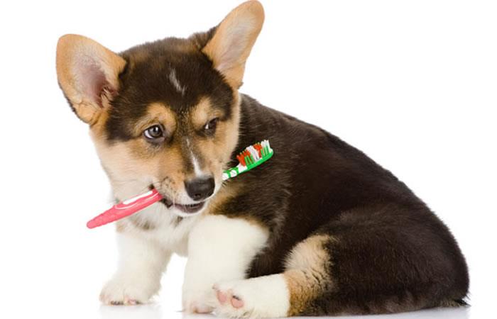 Consejos para cuidar la salud dental de su mascota