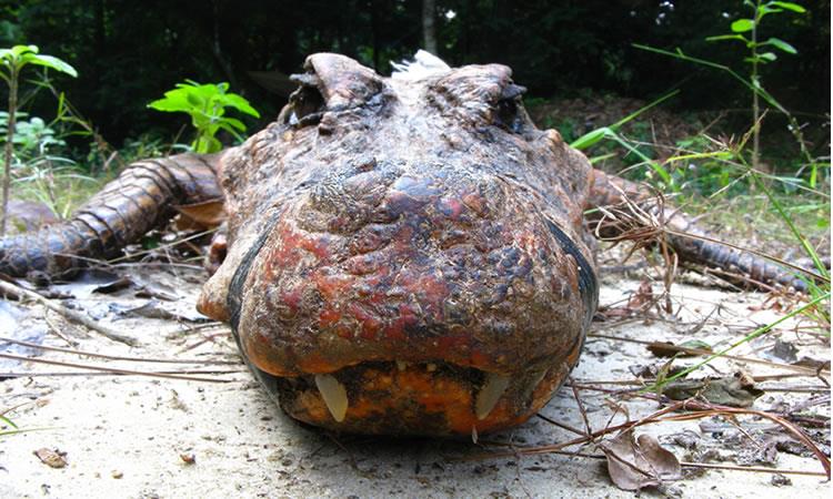 Científicos investigan el misterio del cocodrilo naranja. Foto: AFP