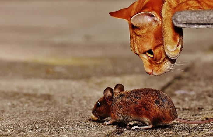 Una proteína específica es la que le da esta reacción a los ratones. Foto: Pixabay