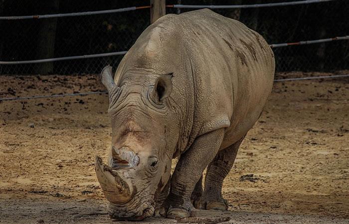 Crean plan para evitar la extinción del rinoceronte blanco del norte. Foto: Pixabay