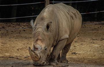 Crean embriones sintéticos para salvar al rinoceronte blanco 