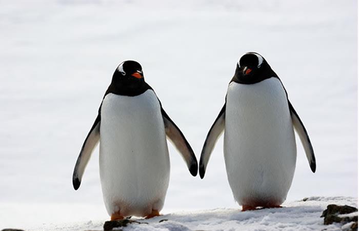 Conoce algunos datos curiosos de los pingüinos. Foto: Shutterstock