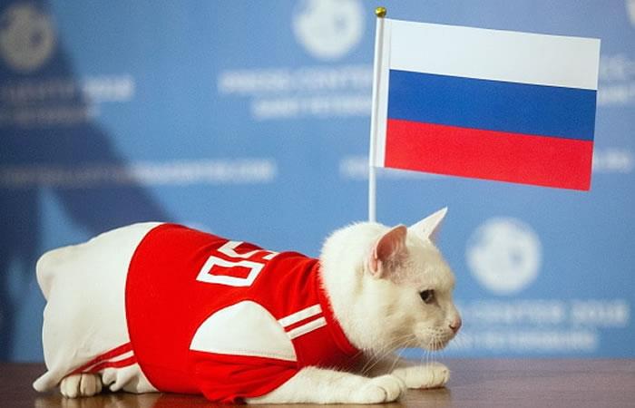 Gato Aquiles, oráculo oficial del Mundial de Rusia 2018. Foto: EFE