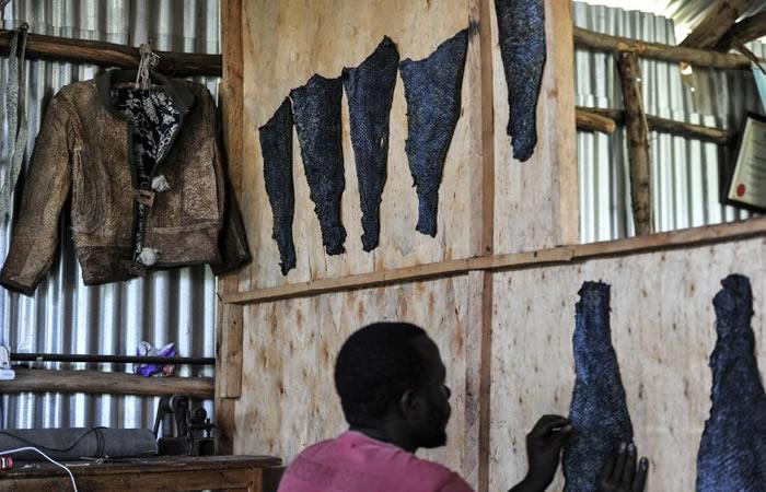 En Kenia, la piel de pescado se convierte en cuero. Foto: AFP