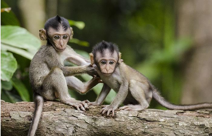 Conmovedora escena de monos se hace viral en redes sociales. Foto: Pixabay
