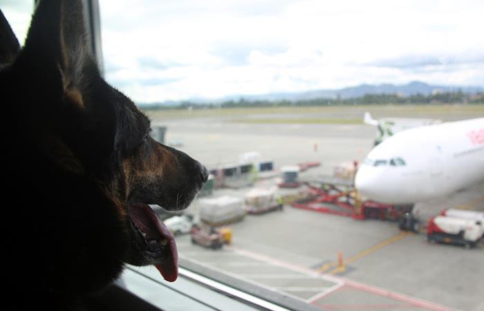 La perra Sombra, de seis años, en el aeropuerto El Dorado en Bogotá. Foto: EFE