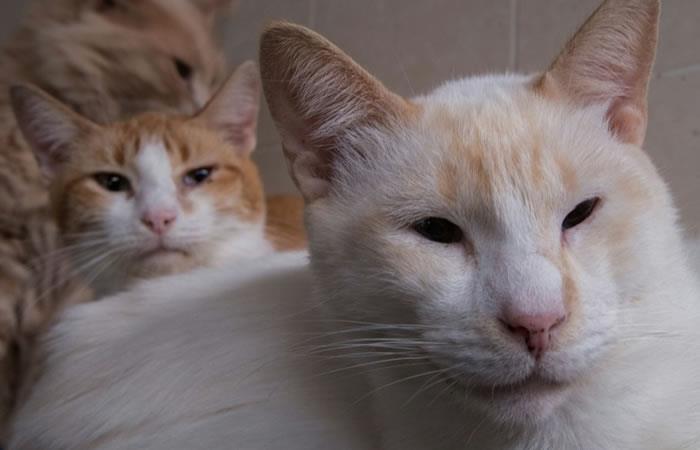 Gatos residentes en "La casita gatuna", un albergue para gatos con leucemia felina. Foto: AFP