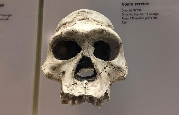 Descubren una de las causas de la extinción del Homo erectus. Foto: Pixabay