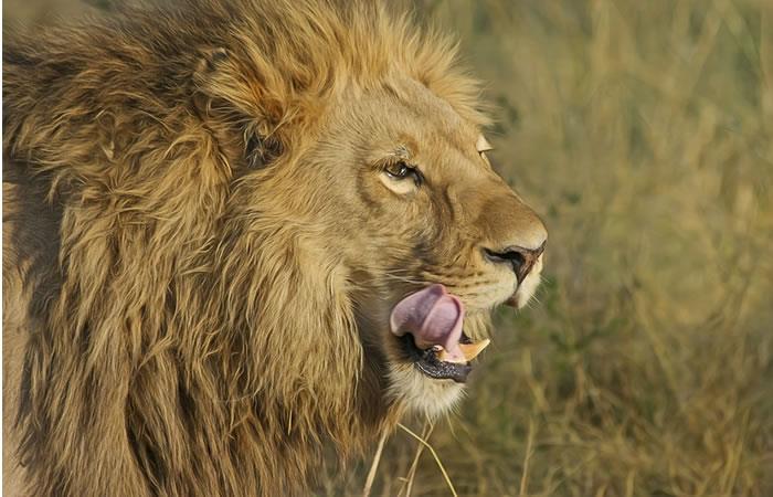 Turista pone en riesgo su vida al intentar acariciar a un león. Foto: Pixabay
