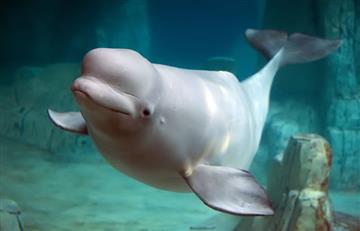 Ballenas beluga y las narvales también tienen la menopausia