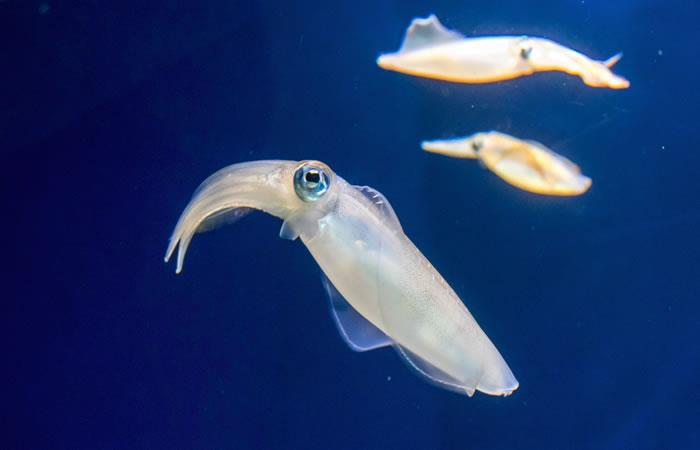 Una especie que sorprende a los expertos. Foto: Shutterstock