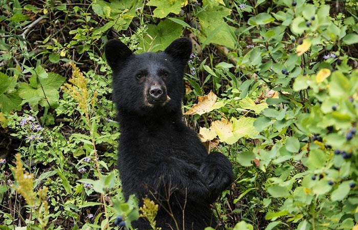 Un tierno y divertido acto de un oso se viraliza en redes. Foto: Pixabay