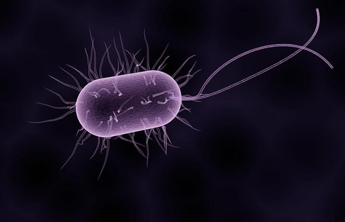 Bacterias con las que convivimos todos los días. Foto: Pixabay