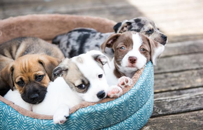 los 32 perros se encuentran bajo el Centro de Bienestar Animal La Perla. Foto: Shutterstock