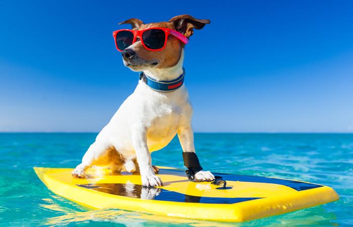 Muéstrale al mundo por qué tu perro es el más extraordinario. Foto: Shutterstock