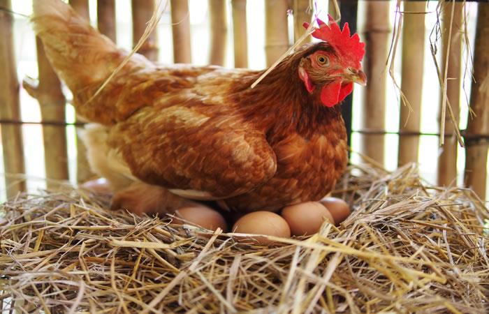 las-gallinas-que-ponen-huevos-con-medicamentos-sirven-para-combatir-el-cancer-706016.jpg