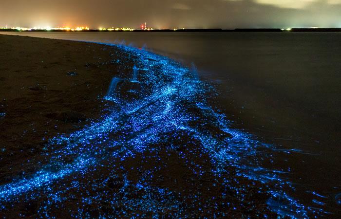 El plancton sería el responsable del cambio de color del mar. Foto: Shutterstock