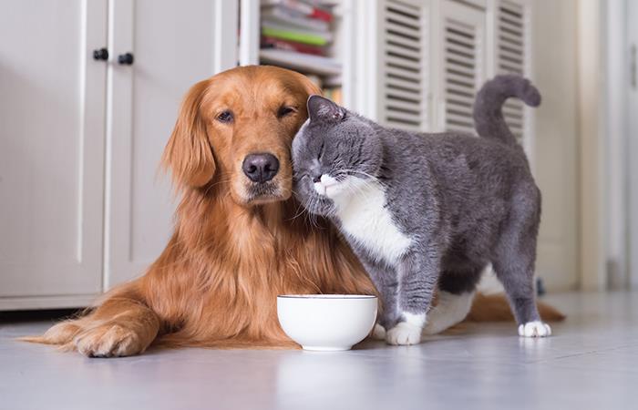 Los amigos más fieles del humano. Foto: Shutterstock
