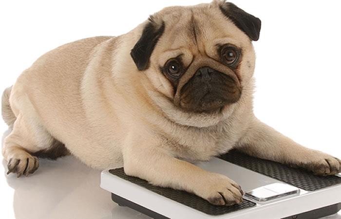Controla la obesidad en tus mascotas. Foto: Twitter