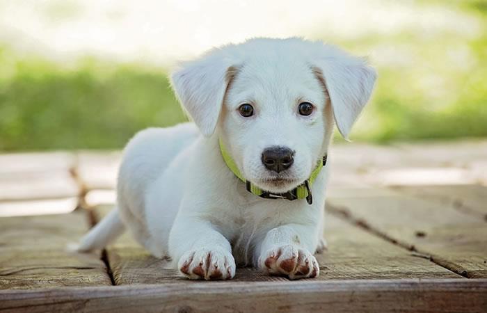 Esta mascota es para proteger a tu nuevo integrante de la familia. Foto: Shutterstock