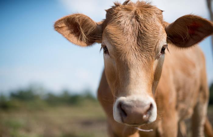 El animal fue enviado a un santuario de animales de granja según reportan los medios. Foto: Shutterstock