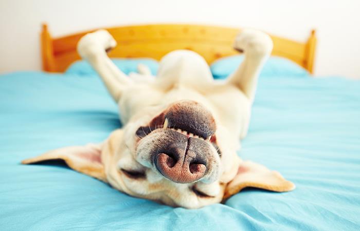 Dale la oportunidad a un perrito de tener hogar. Foto: Shutterstock