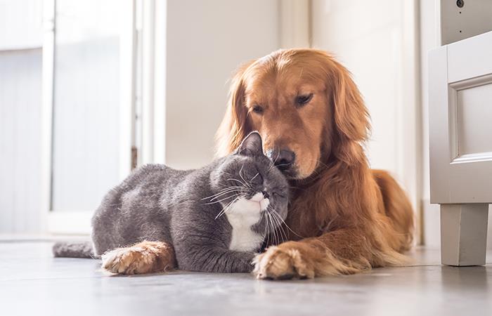 Ahora hay una nueva forma de salvar a nuestras mascotas. Foto: Shutterstock