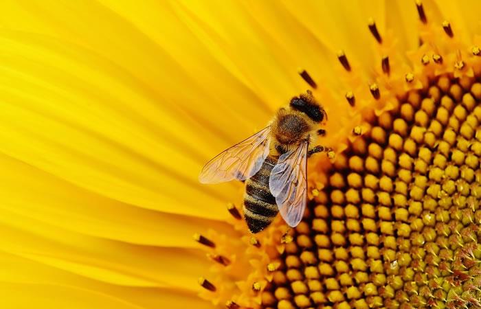 Las abejas eran de la que viven en la oscuridad. Foto: Pixabay