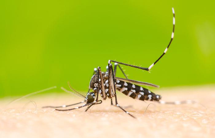 En Semana Santa los casos de dengue pueden aumentar significativamente. Foto: Shutterstock