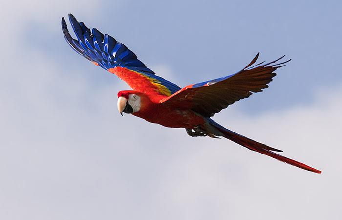 Por tercer año consecutivo Colombia logra este título mundial de avistamiento de aves. Foto: Shutterstock