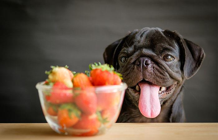 Varias frutas y verduras brindan grandes beneficios para los perros. Foto: Shutterstock