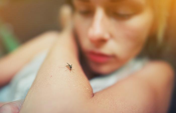 Estas enfermedades se propagan por la picadura de mosquitos infectados. Foto: Shutterstock