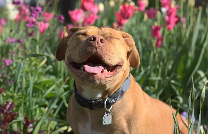 Los Pitbulls son llamados también "cocodrilos caninos". Foto: Shutterstock