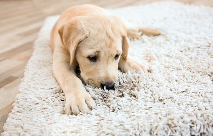 Esta reacción desesperada de tu mascota necesita tu atención. Foto: Shutterstock