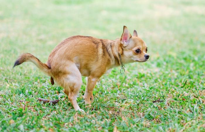 Un perro se robó las miradas en el partido Patriotas vs. Junior. Foto: Shutterstock