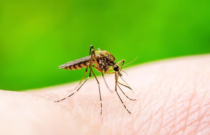 El dengue se propaga en Cundinamarca. Foto: Shutterstock