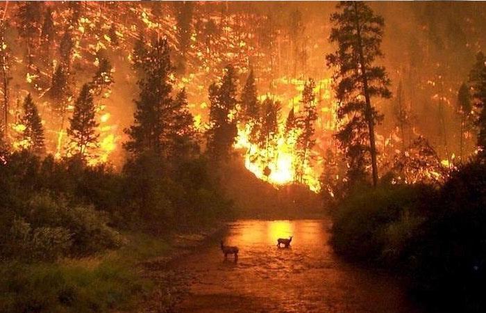 Los incendios están acabando con el hogar de varias especies animales y comunidades indígenas de la Amazonia. Foto: Twitter