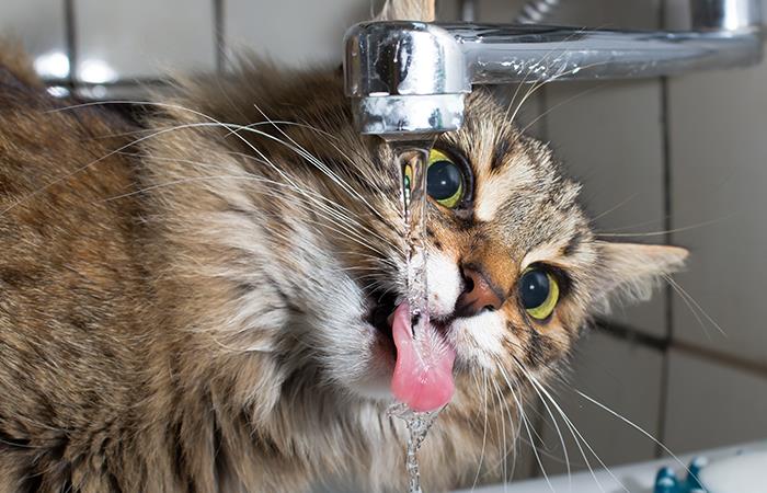El agua ayuda enormemente en el desarrollo de las funciones fisiológicas de los gatos. Foto: Shutterstock